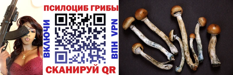 Псилоцибиновые грибы GOLDEN TEACHER Новая Усмань